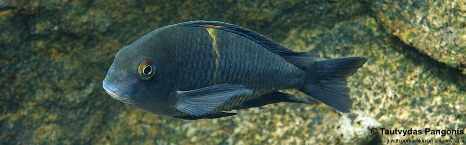 Tropheus sp. 'black' Nondwa Point - Introduced individual – not native to this location