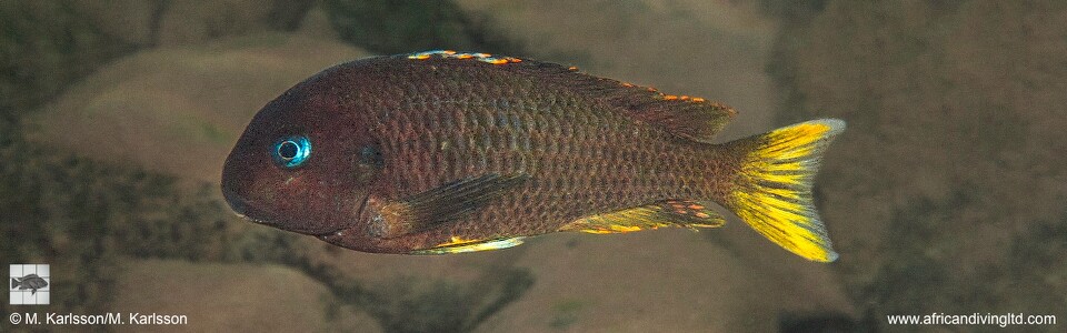Tropheus sp. 'crescentic' Kungwe Point (Kushangaza) - Tropheus sp. 'lunatus' Kungwe Point (Kushangaza)
