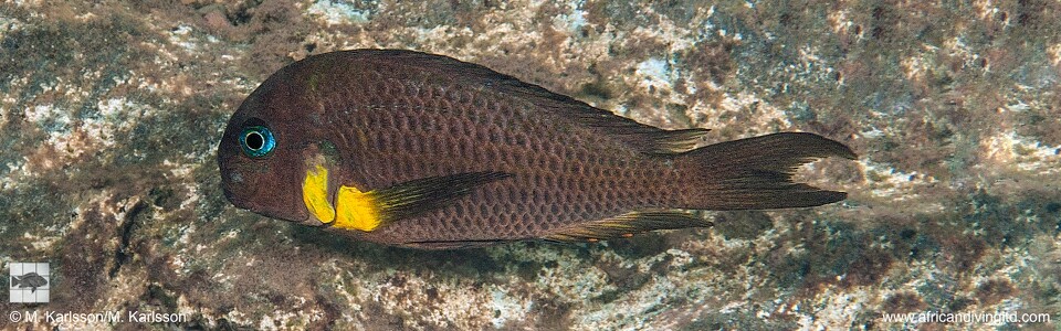 Tropheus sp. 'crescentic' Mkuyu Point - Tropheus sp. 'lunatus' Mkuyu - Tropheus Isonga