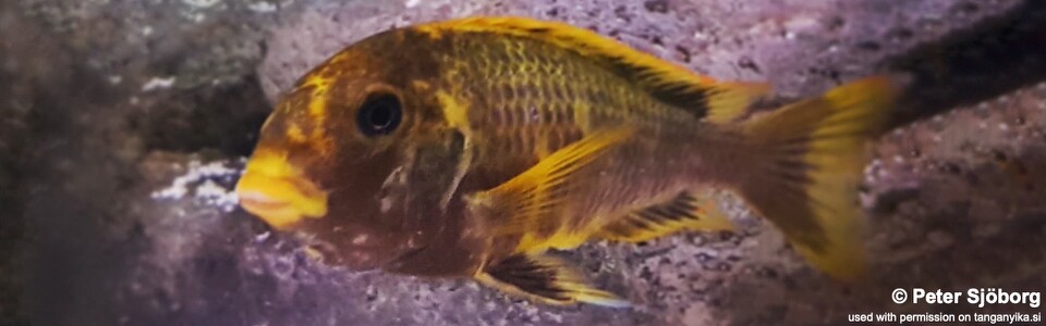 Tropheus sp. 'crescentic' Muzimu (Kushangaza) - Tropheus sp. 'lunatus' Muzimu (Kushangaza)