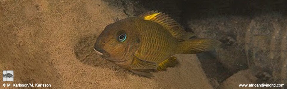 Tropheus sp. 'crescentic' Segunga South - Tropheus sp. 'lunatus' Segunga South