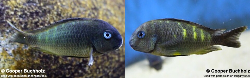 Tropheus sp. 'crescentic' Ubwari (South) - Tropheus sp. 'lunatus' Ubwari (South) - Ubwari Green