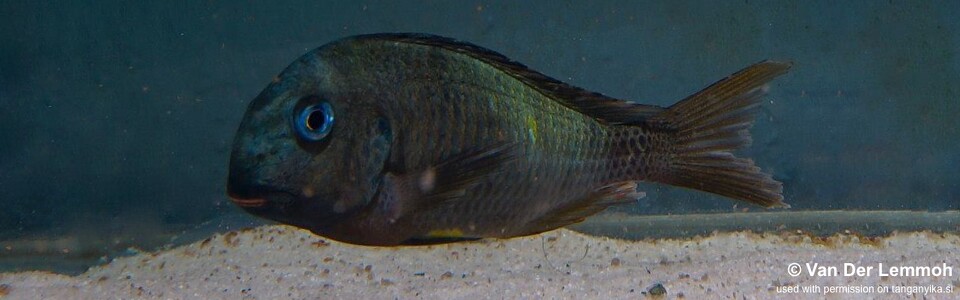 Tropheus sp. 'crescentic' (Kongwe Green) - Tropheus sp. 'lunatus' (Kongwe Green)