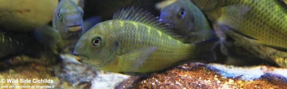 Tropheus sp. 'crescentic' (Sanogo green) - Tropheus sp. 'lunatus' (Sanogo green)