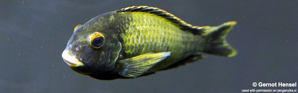 Tropheus sp. 'kaiser' Kushangaza