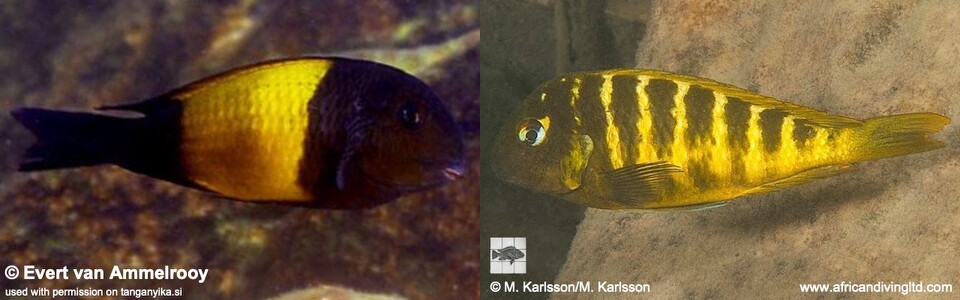 Tropheus sp. 'kaiser' - Displaced individuals & natural hybrids