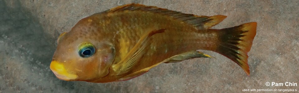 Tropheus sp. 'kipili' Ulwile Island (Kushangaza) - Tropheus brichardi 'Ulwile Island' (Kushangaza)