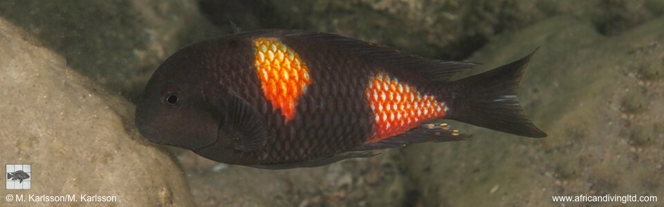 Tropheus sp. 'kirschfleck' Siyeswe Bay