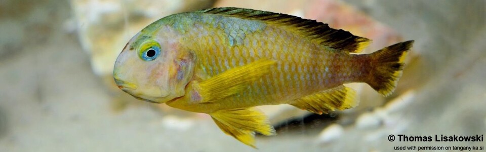 Tropheus sp. 'lukuga' Karilani Island (Kushangaza) - Tropheus brichardi 'Karilani Island' (Kushangaza)