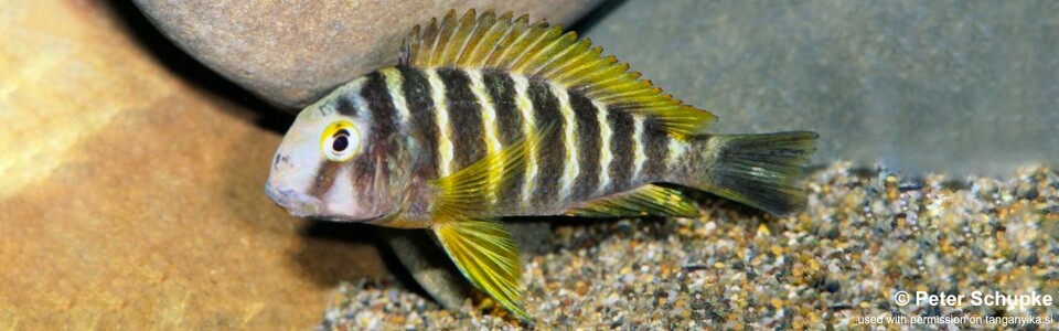 Tropheus sp. 'lukuga' (Chiwa) - Tropheus brichardi '(Chiwa)'