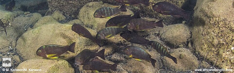 Tropheus sp. 'lukuga' Magambo Island - Tropheus brichardi 'Magambo Island'