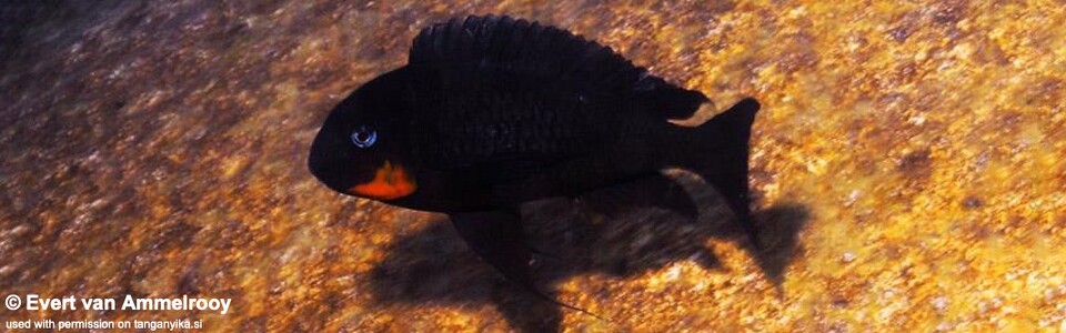 Tropheus sp. 'mpimbwe' Cape Mpimbwe! - (Red Cheek)
