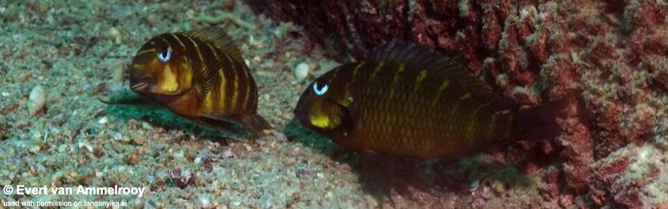 Tropheus sp. 'mpimbwe' Cape Mpimbwe! - (Yellow Cheek)