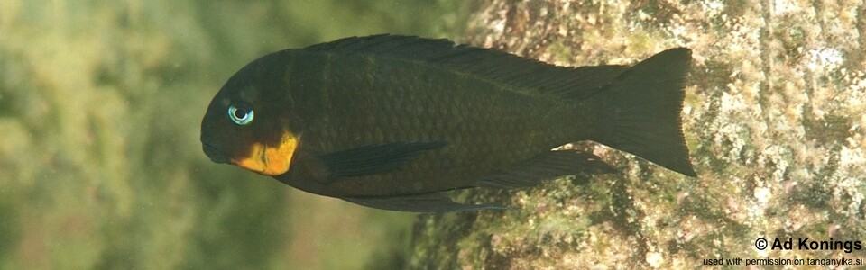 Tropheus sp. 'mpimbwe' Shashete Bay