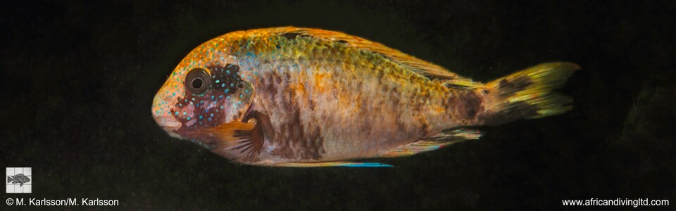 Tropheus sp. 'murago tanzania' Wampembe (Kushangaza)