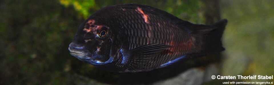 Tropheus sp. 'red' Cape Chipimbi (black-blotched) - Chipimbi Moorii