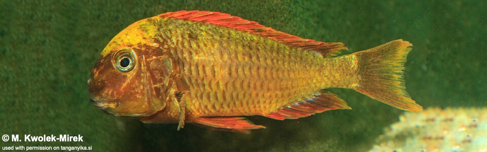 Tropheus sp. 'red' Cape Kachese (Kushangaza) - Golden Kazumba (Kushangaza)