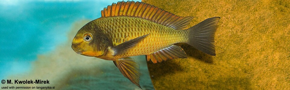 Tropheus sp. 'red' Cape Kachese - Golden Kazumba