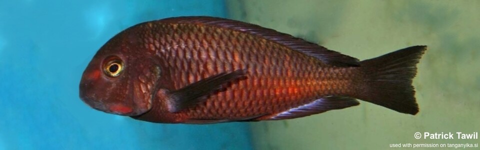 Tropheus sp. 'red' Chiwena - Red Zambia Moorii