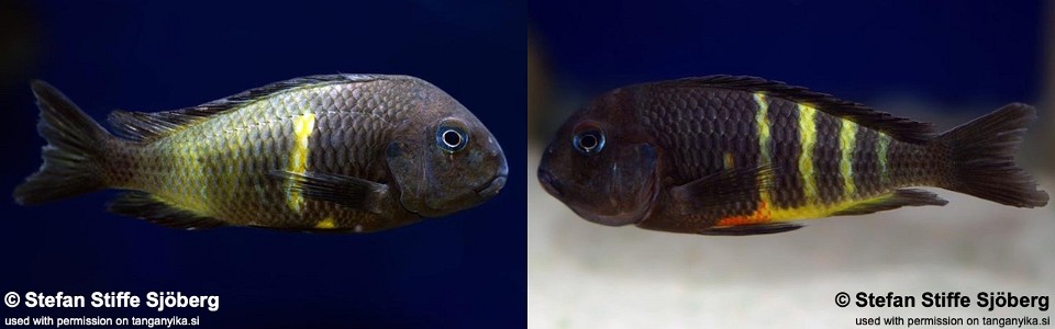 Tropheus 'Muzimu Green' (Ubwari Green)<br><font color=red>Probably natural hybrid between<br>T. sp. 'crescentic' and T. sp. 'black'</font>