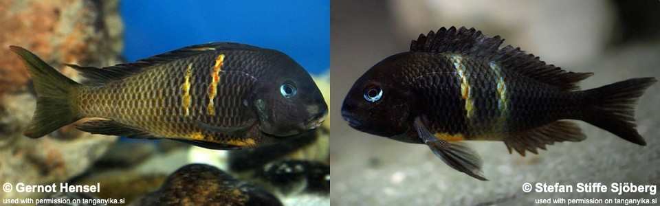 Tropheus 'Ubwari Green'<br><font color=red>Probably natural hybrid between<br>T. sp. 'crescentic' and T. sp. 'black'</font>