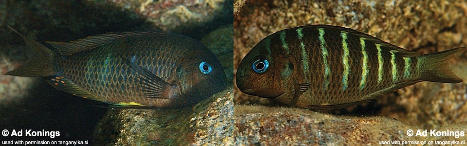 Tropheus sp. 'crescentic' Cape Caramba<br><font color=gray>Tropheus sp. 'lunatus' Cape Caramba</font> 