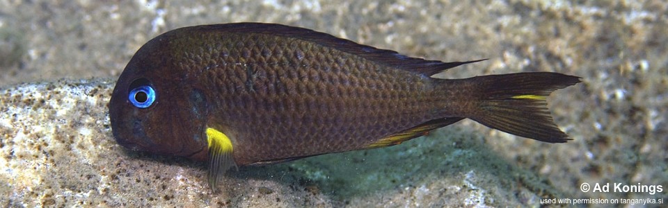 Tropheus sp. 'crescentic' Ifala<br><font color=gray>Tropheus sp. 'lunatus' Ifala</font> 