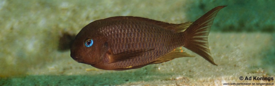 Tropheus sp. 'crescentic' Kilima<br><font color=gray>Tropheus sp. 'lunatus' Kilima</font> 