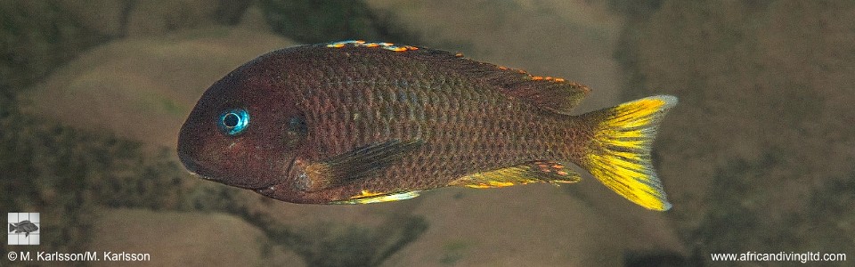 Tropheus sp. 'crescentic' Kungwe Point (Kushangaza)<br><font color=gray>Tropheus sp. 'lunatus' Kungwe Point (Kushangaza)</font> 