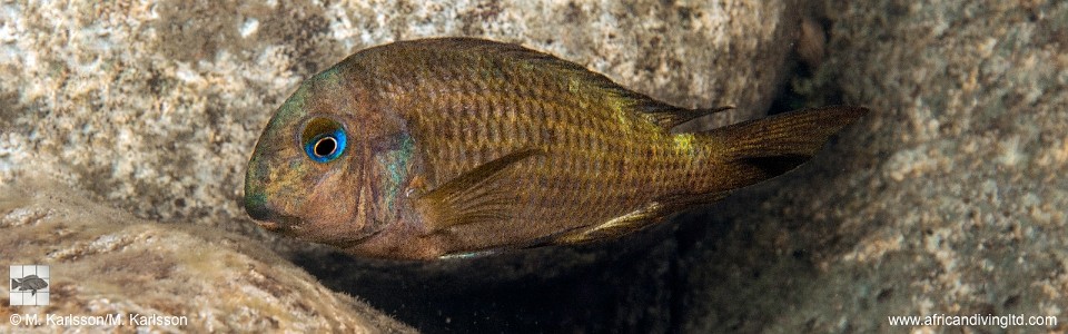 Tropheus sp. 'crescentic' Lusungura Point<br><font color=gray>Tropheus sp. 'lunatus' Lusungura Point</font> 