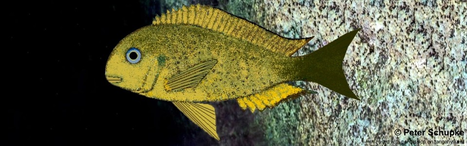 Tropheus sp. 'crescentic' Makobola<br><font color=gray>Tropheus sp. 'lunatus' Makobola</font> 