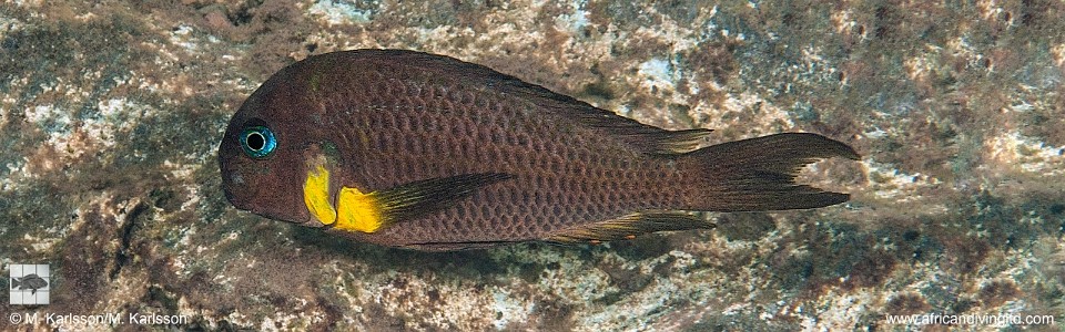 Tropheus sp. 'crescentic' Mkuyu<br><font color=gray>Tropheus sp. 'lunatus' Mkuyu<br>Tropheus Isonga</font> 