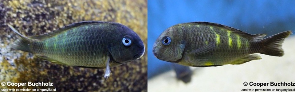 Tropheus sp. 'crescentic' Ubwari (South)<br><font color=gray>Tropheus sp. 'lunatus' Ubwari (South)<br>Ubwari Green</font> 