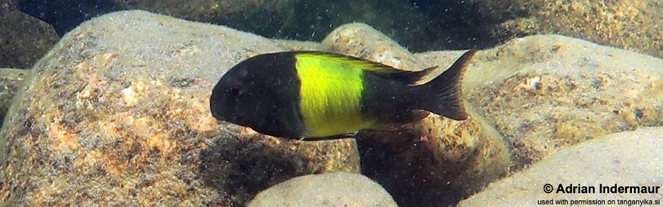 Tropheus sp. 'kaiser' Isonga<br><font color=gray>Tropheus sp. 'black' Isonga</font>