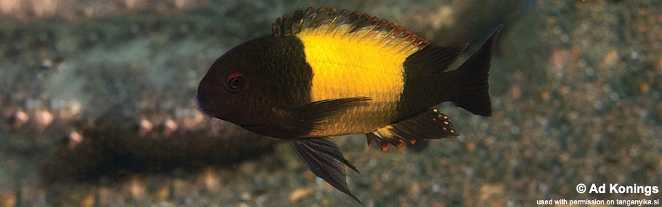 Tropheus sp. 'kaiser' Kalugunga<br><font color=gray>Tropheus sp. 'black' Kalugunga</font>