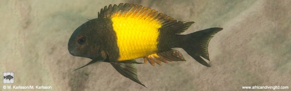 Tropheus sp. 'kaiser' Kasalamnjaga