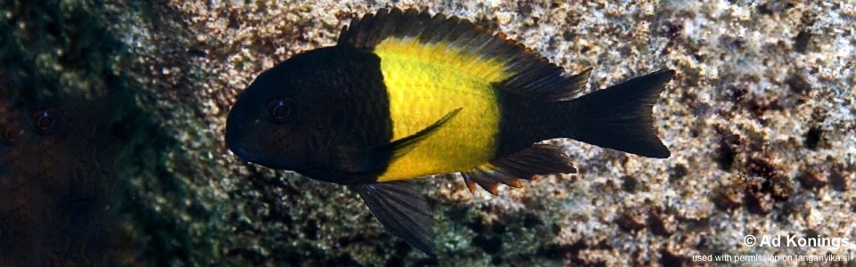 Tropheus sp. 'kaiser' Kasongola