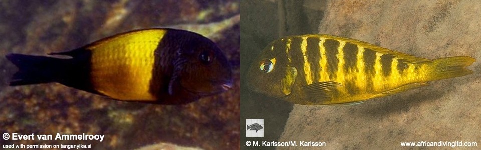 Tropheus sp. 'kaiser'<br><font color=red>Displaced individuals & natural hybrids</font>