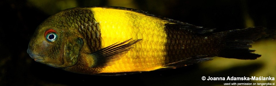 Tropheus sp. 'kaiser' (unknown locality) <br><font color=gray>Tropheus sp. 'black' (unknown locality)</font>