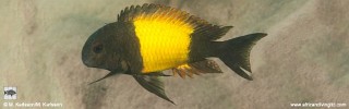 Tropheus sp. 'kaiser' Kasalamnjaga.jpg