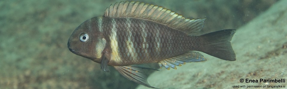 Tropheus sp. 'kipili' Katale Bay<br><font color=gray>Tropheus brichardi 'Katale Bay'</font> 