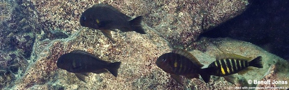 Tropheus sp. 'kipili' Lupita Island<br><font color=gray>Tropheus brichardi 'Lupita Island'</font> 