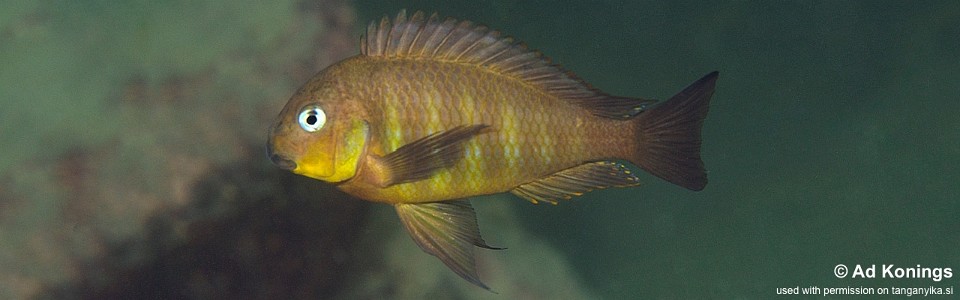 Tropheus sp. 'kipili' Mtosi Bay<br><font color=gray>Tropheus sp. 'mtosi' Mtosi Bay<br>Tropheus brichardi (Chungwa)<br>Fiery Fry; Namansi II</font> 