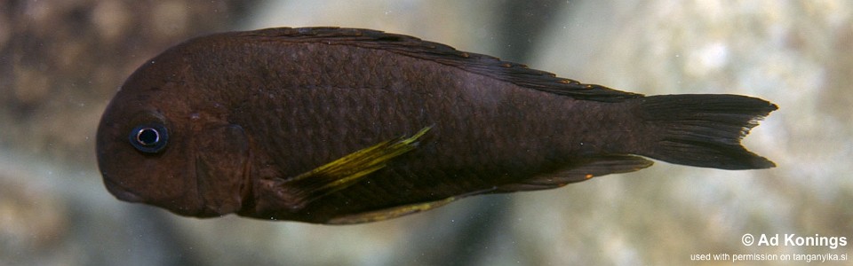 Tropheus sp. 'kipili' Mwila Island<br><font color=gray>Tropheus brichardi 'Mwila Island'</font> 