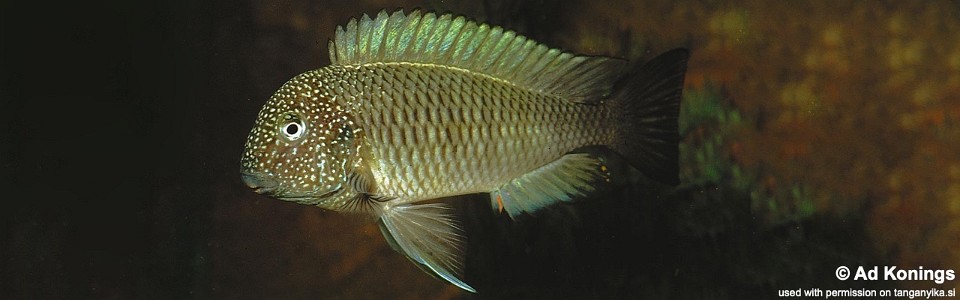 Tropheus sp. 'limespot' Lusingu<br><font color=gray>Tropheus sp. 'maculatus' Lusingu<br> Yellow Murago</font> 