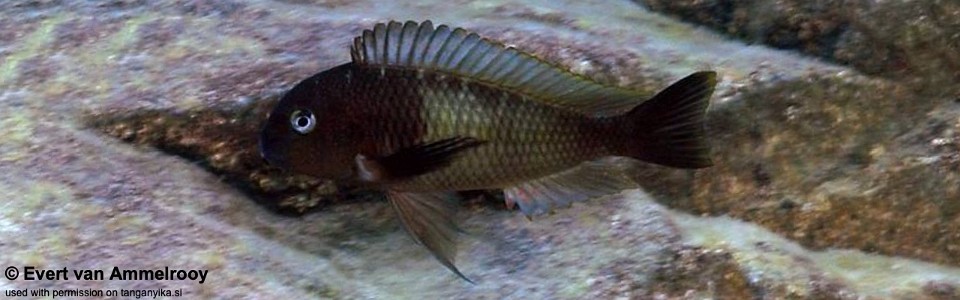 Tropheus sp. 'limespot' Mabilibili<br><font color=gray>Tropheus sp. 'maculatus' Mabilibili</font> 