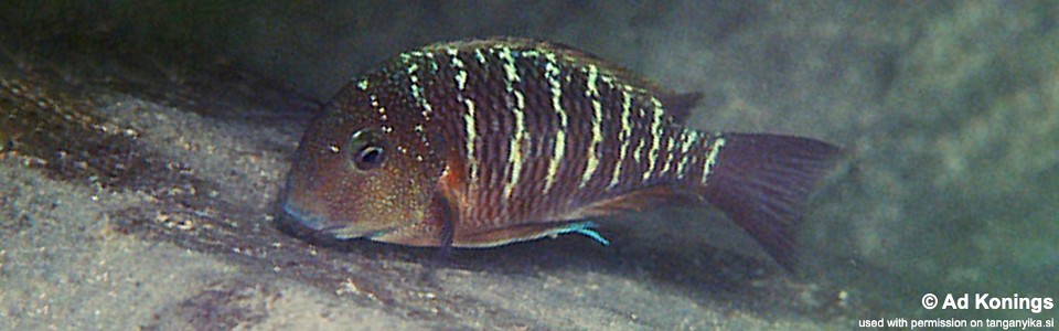 Tropheus sp. 'limespot' Tembwe (Deux)<br><font color=gray>Tropheus sp. 'maculatus' Tembwe (Deux)</font> 