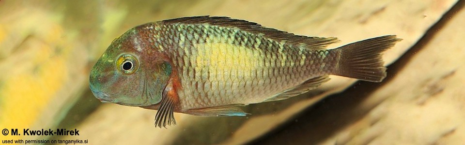 Tropheus sp. 'limespot' Zongwe<br><font color=gray>Tropheus sp. 'maculatus' Zongwe</font> 