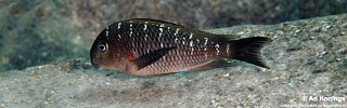 Tropheus sp. 'limespot' Kanoni.jpg