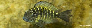 Tropheus sp. 'limespot' Moba.jpg